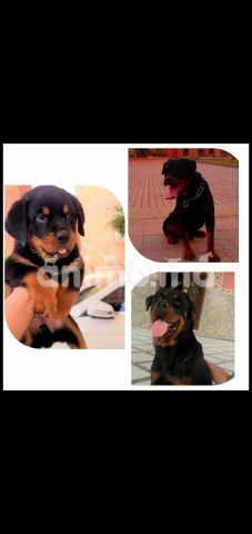 Animo - Chiots rottweiler