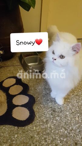 Animo - Snowy