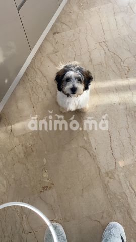 Animo - Vente de caniche