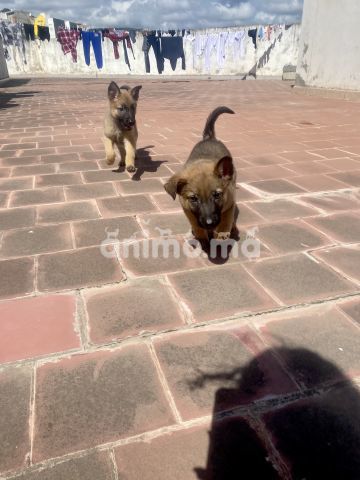 Animo - Berger malinois pure