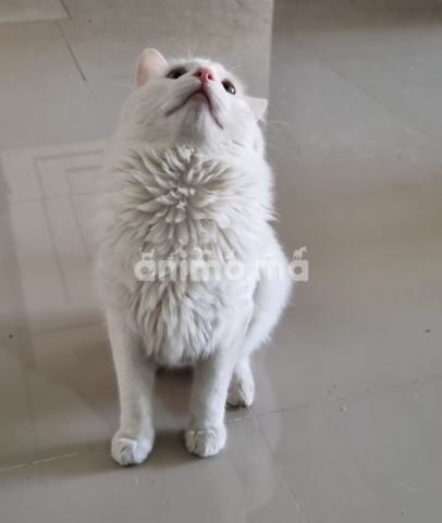 Animo - Chat Angora turc Male