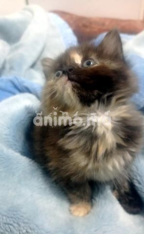 Animo - Persan chinchilla