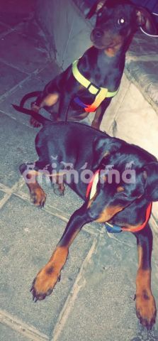 Animo - كلاب بينشر