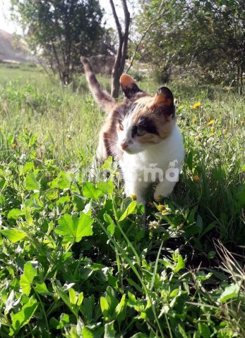 Animo - قطة تبلغ من العمر سنة واحدة