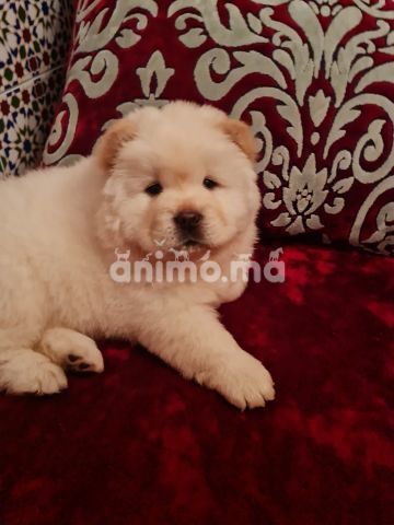 Animo - CHOW CHOW 2 MOIS et 15j FEMELLE PURE RACE