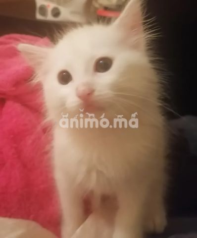 Animo - قطط انجورا chaton angora