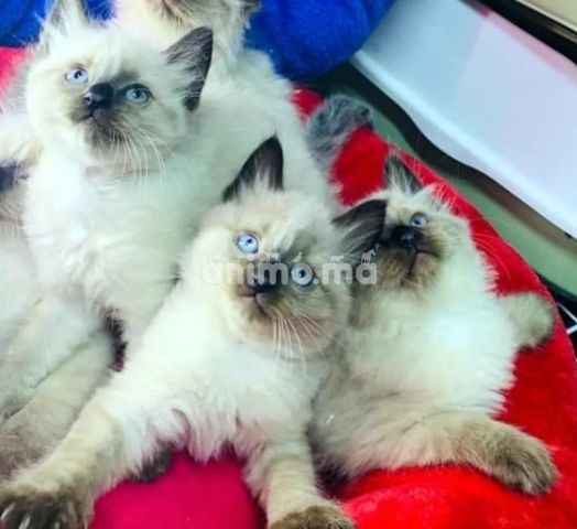 Animo - سيامي همالايا