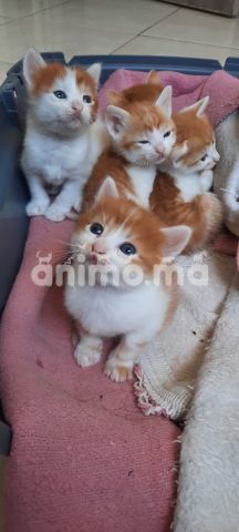 Animo - Mignons chatons pour adoption