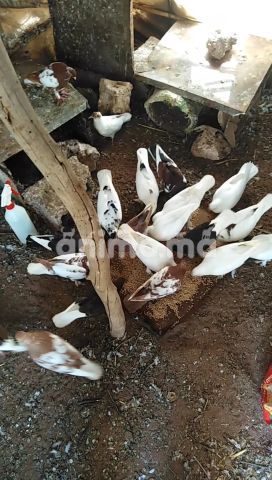 Animo - حمام بلدي للبيع