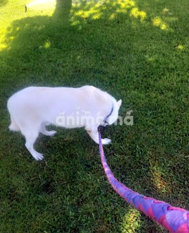 Animo - كلب هاسكي سيبيريان للبيع