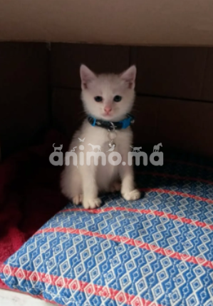 Animo - قطط انكورا