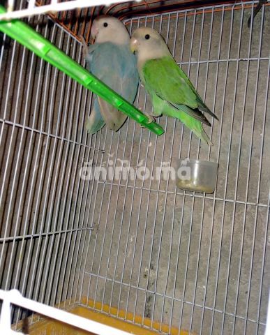 Animo - زويجة روز