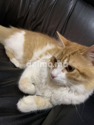 Animo - Chat pour adoption