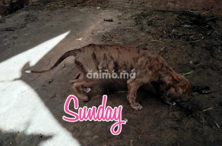 Animo - سلوكية إسبانية حرة 45 يوم