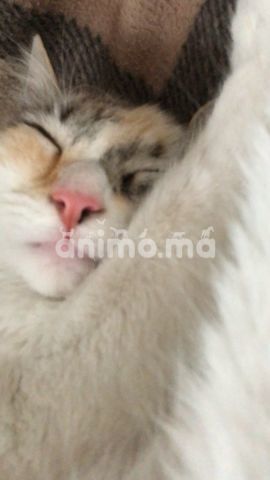 Animo - Chatte siamois/snowshoe 10 mois