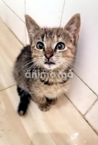 Animo - قطة للبيع 2022
