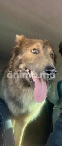 Animo - Bon chien perdu sur Casablanca