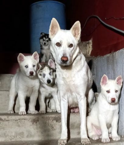 Animo - Husky bebe