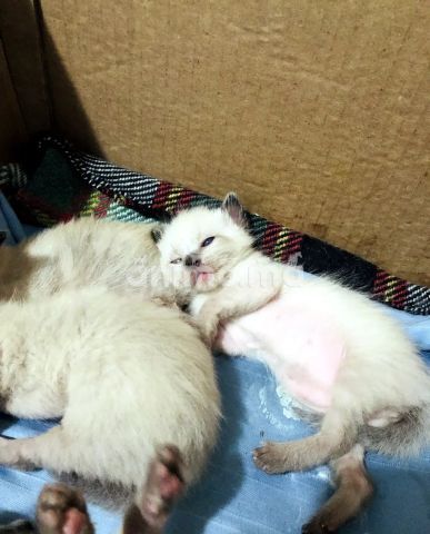 Animo - قطط سيامي حرة للبيع