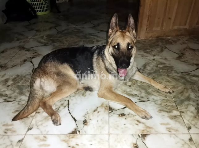 Animo - بيرجي أنثى للبيع