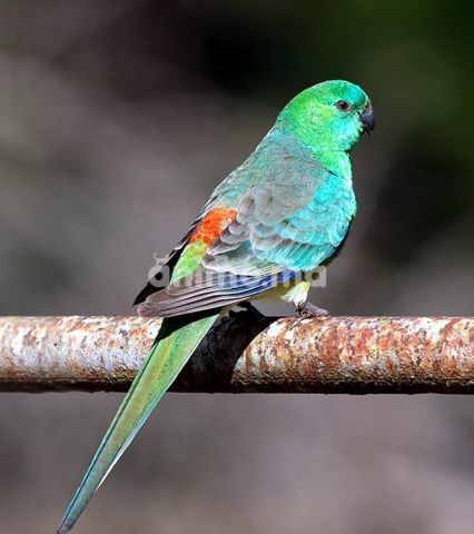 Animo - ريد رامب