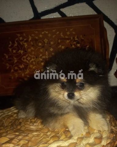 Animo - سبيتز ناين بوميرانيان