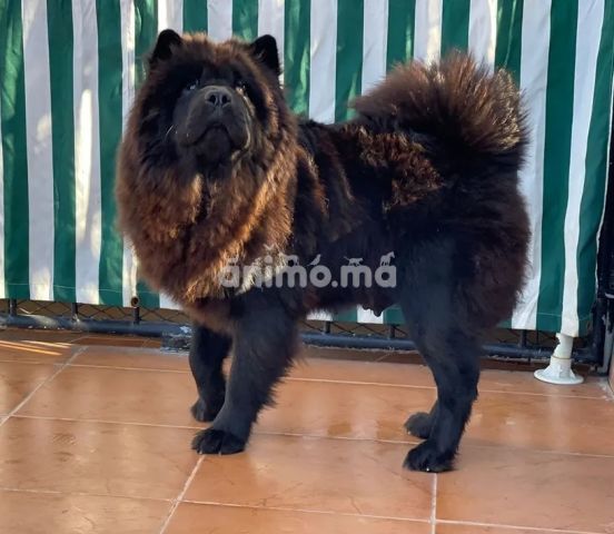 Animo - chow chow femelle