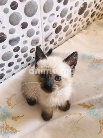 Animo - des chatons siamois et snowshoe