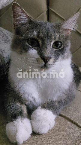 Animo - Chat à adopter