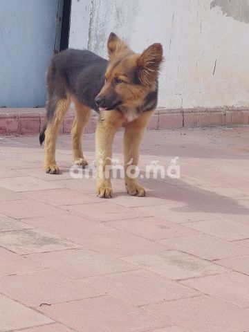 Animo - chien berger allemand