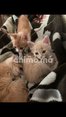 Animo - 5 Chatons roux abandonnés d'un mois ( mignons, propres et sociables)