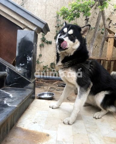 Animo - chien husky à vendre