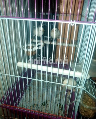 Animo - كناروللي