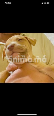 Animo - Chiots Pitbull red nose