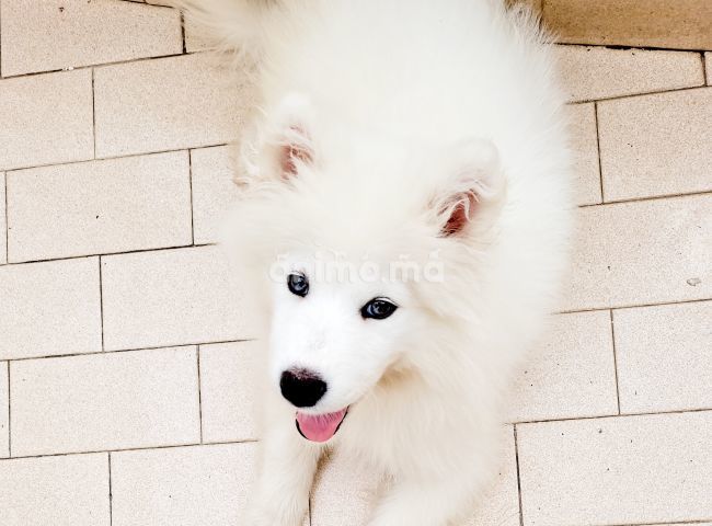 Animo - Samoyede