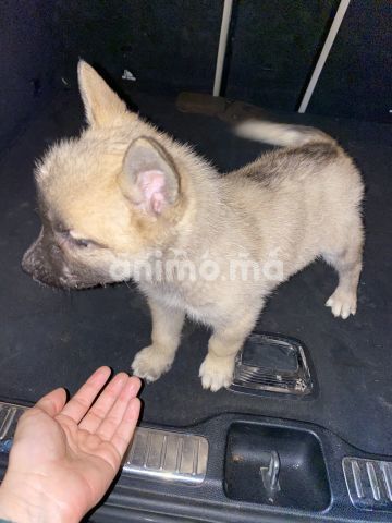 Animo - Chiots Malinois à vendre