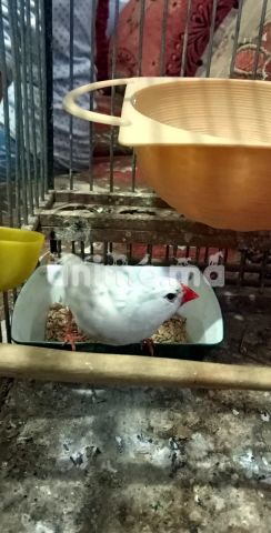 Animo - طائر الزيبرا للبيع