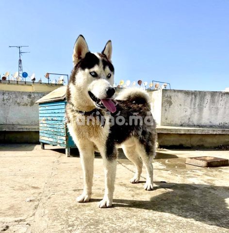 Animo - Husky pour adoption