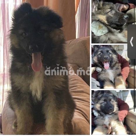 Animo - Chiot berger allemand