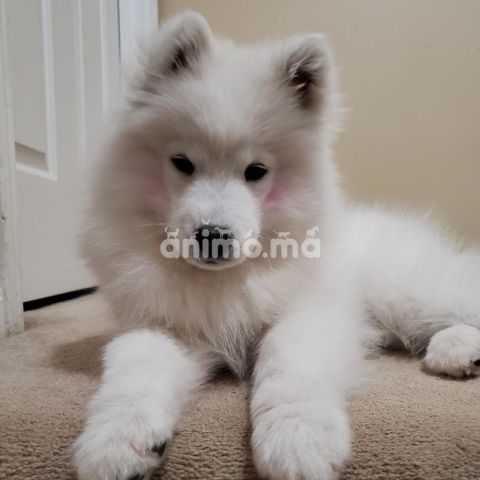 Animo - chiot samoyede