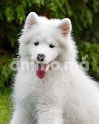 Animo - chiot samoyede