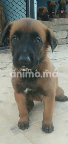 Animo - a vendre 11 chiots de malinois on très bon santé (30 jours)