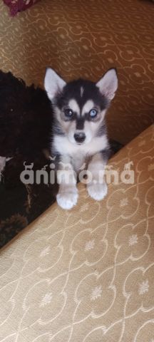 Animo - Femelle Husky à adopter