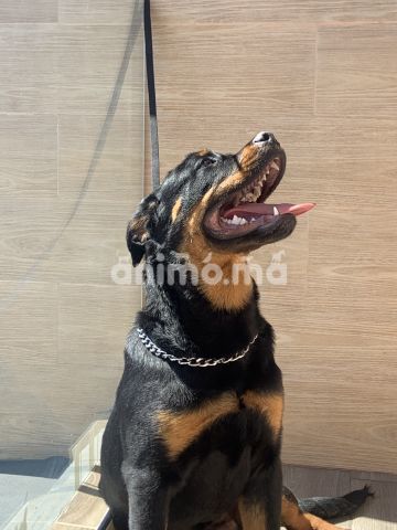 Animo - Rottweiller