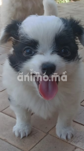 Animo - Chihuahua papillon