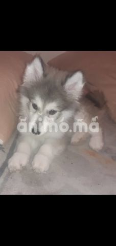 Animo - Chit husky femelle de 4 mois
