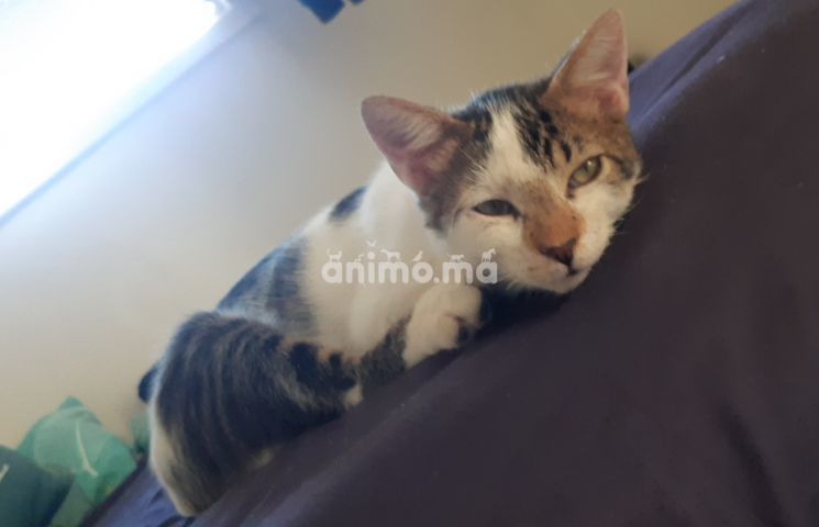 Animo - Beau chat d'appartement à adopter