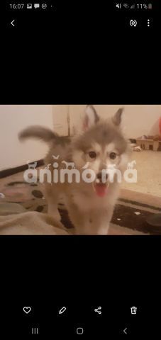 Animo - Husky Femelle 3 mois