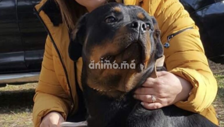 Animo - Vente rottweiller