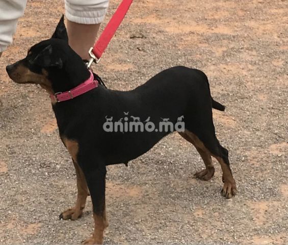 Animo - Tres belle Pinscher d race Animo - Tres belle Pinscher d race